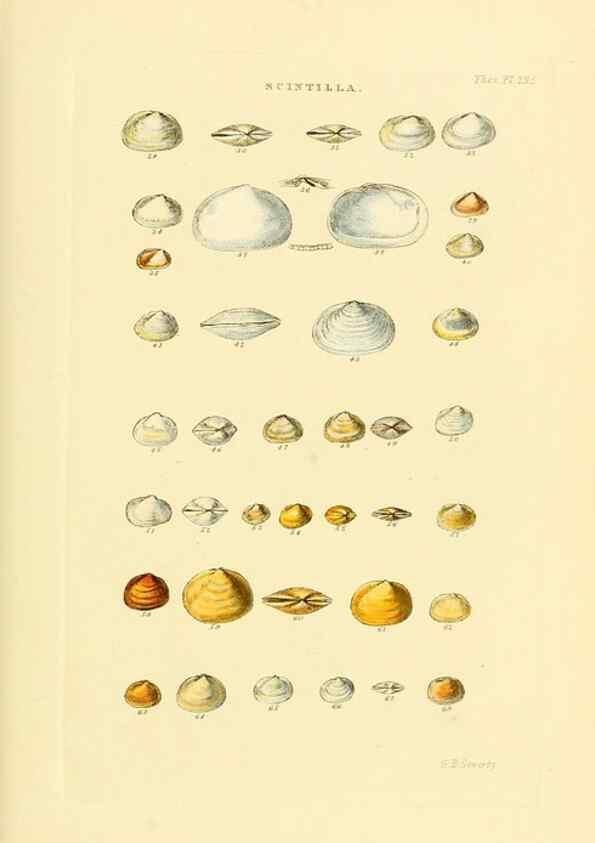Reproducción/Reproduction 49493104541: Thesaurus conchyliorum, or, Monographs of genera of shells. London :Sowerby ...,1847-1887.. 