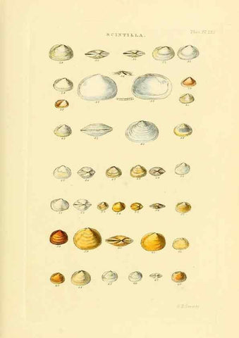 Reproducción/Reproduction 49493104541: Thesaurus conchyliorum, or, Monographs of genera of shells. London :Sowerby ...,1847-1887.. 