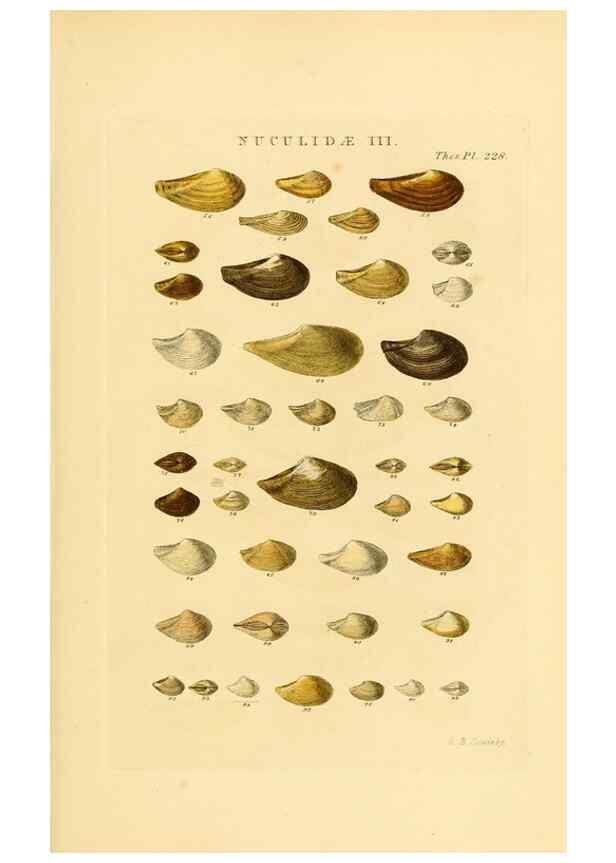 Reproducción/Reproduction 49493102461: Thesaurus conchyliorum, or, Monographs of genera of shells. London :Sowerby ...,1847-1887.. 