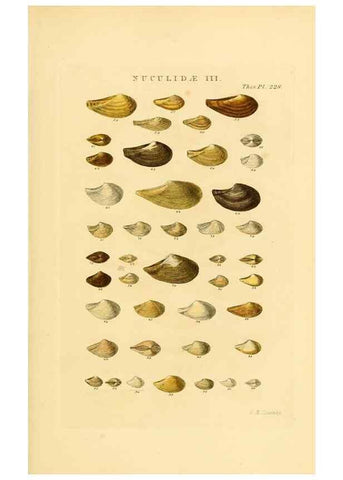 Reproducción/Reproduction 49493102461: Thesaurus conchyliorum, or, Monographs of genera of shells. London :Sowerby ...,1847-1887.. 