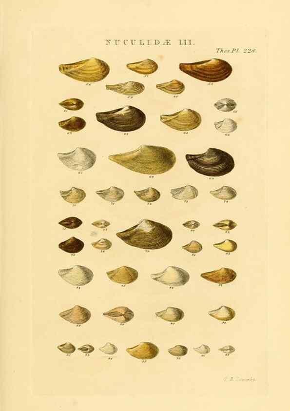 Reproducción/Reproduction 49493102461: Thesaurus conchyliorum, or, Monographs of genera of shells. London :Sowerby ...,1847-1887.. 