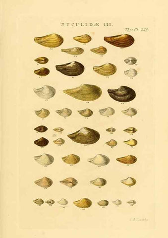 Reproducción/Reproduction 49493102461: Thesaurus conchyliorum, or, Monographs of genera of shells. London :Sowerby ...,1847-1887.. 