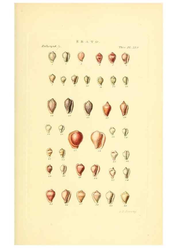 Reproducción/Reproduction 49493099916: Thesaurus conchyliorum, or, Monographs of genera of shells. London :Sowerby ...,1847-1887.. 