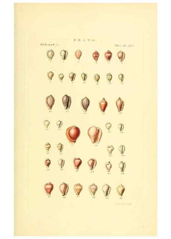 Reproducción/Reproduction 49493099916: Thesaurus conchyliorum, or, Monographs of genera of shells. London :Sowerby ...,1847-1887.. 