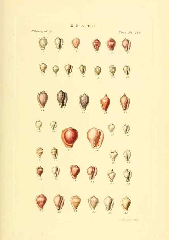 Reproducción/Reproduction 49493099916: Thesaurus conchyliorum, or, Monographs of genera of shells. London :Sowerby ...,1847-1887.. 