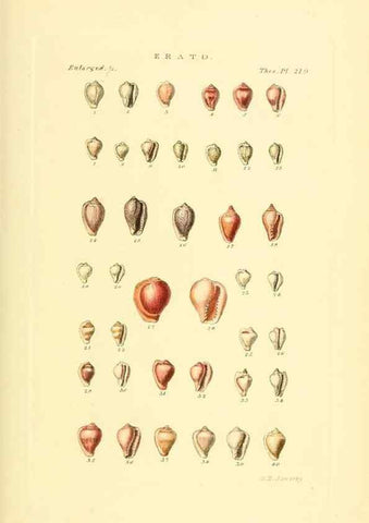 Reproducción/Reproduction 49493099916: Thesaurus conchyliorum, or, Monographs of genera of shells. London :Sowerby ...,1847-1887.. 