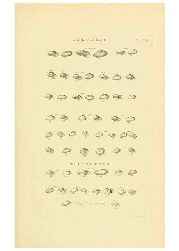 Reproducción/Reproduction 49493111276: Thesaurus conchyliorum, or, Monographs of genera of shells. London :Sowerby ...,1847-1887.. 