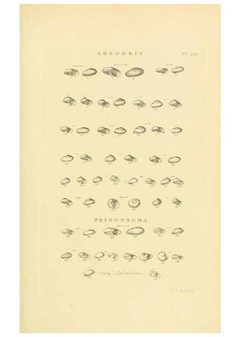 Reproducción/Reproduction 49493111276: Thesaurus conchyliorum, or, Monographs of genera of shells. London :Sowerby ...,1847-1887.. 