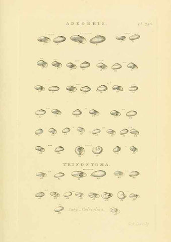 Reproducción/Reproduction 49493111276: Thesaurus conchyliorum, or, Monographs of genera of shells. London :Sowerby ...,1847-1887.. 
