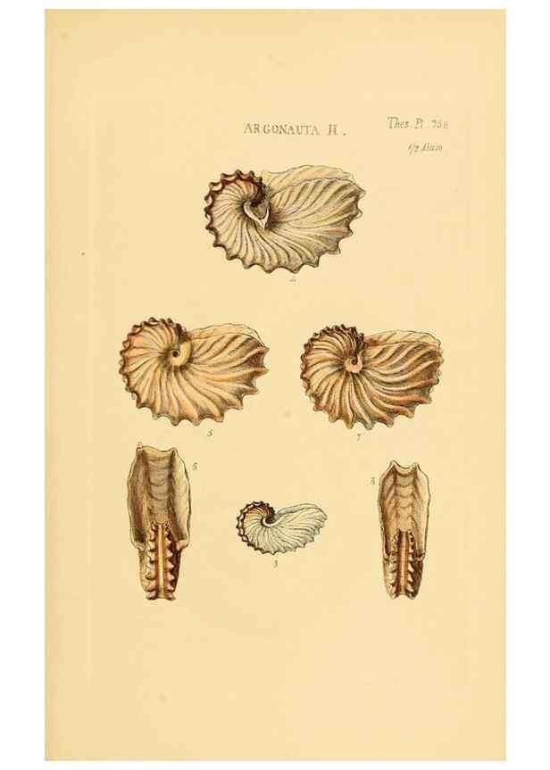 Reproducción/Reproduction 49492612518: Thesaurus conchyliorum, or, Monographs of genera of shells. London :Sowerby ...,1847-1887.. 