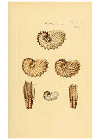 Reproducción/Reproduction 49492612518: Thesaurus conchyliorum, or, Monographs of genera of shells. London :Sowerby ...,1847-1887.. 