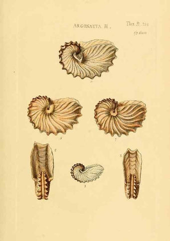 Reproducción/Reproduction 49492612518: Thesaurus conchyliorum, or, Monographs of genera of shells. London :Sowerby ...,1847-1887.. 