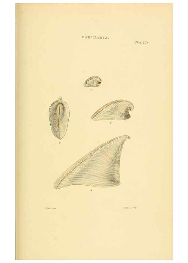 Reproducción/Reproduction 49493331197: Thesaurus conchyliorum, or, Monographs of genera of shells. London :Sowerby ...,1847-1887.. 
