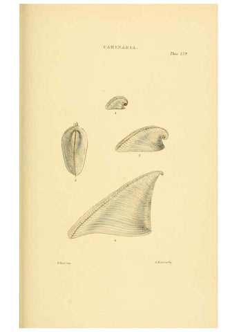 Reproducción/Reproduction 49493331197: Thesaurus conchyliorum, or, Monographs of genera of shells. London :Sowerby ...,1847-1887.. 