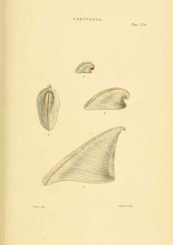 Reproducción/Reproduction 49493331197: Thesaurus conchyliorum, or, Monographs of genera of shells. London :Sowerby ...,1847-1887.. 