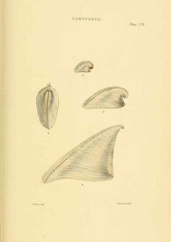 Reproducción/Reproduction 49493331197: Thesaurus conchyliorum, or, Monographs of genera of shells. London :Sowerby ...,1847-1887.. 