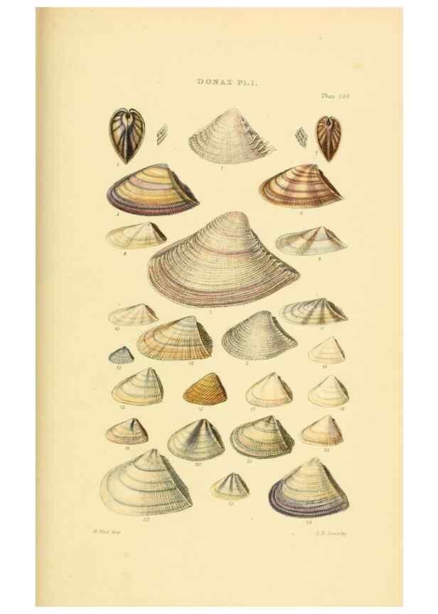 Reproducción/Reproduction 49493118686: Thesaurus conchyliorum, or, Monographs of genera of shells. London :Sowerby ...,1847-1887.. 