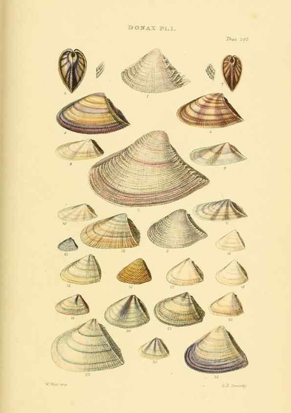 Reproducción/Reproduction 49493118686: Thesaurus conchyliorum, or, Monographs of genera of shells. London :Sowerby ...,1847-1887.. 