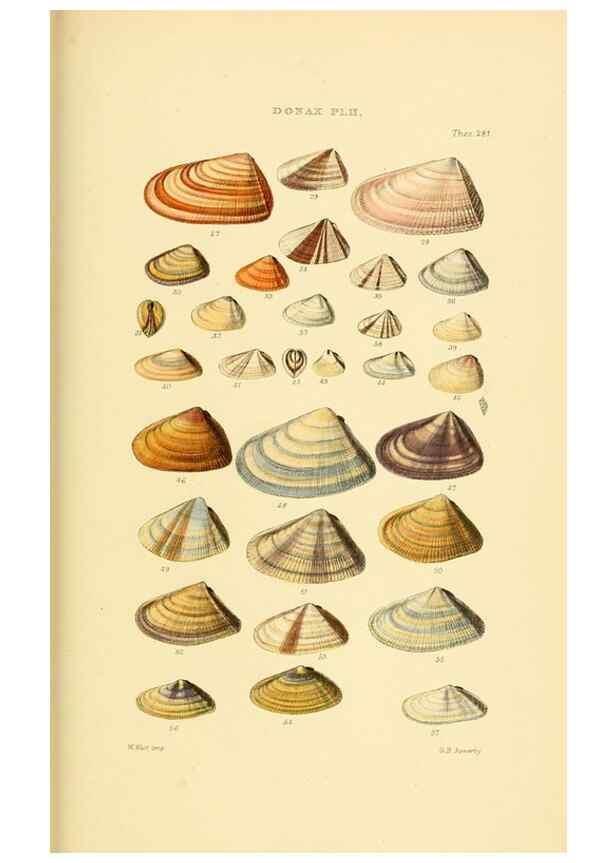 Reproducción/Reproduction 49493331802: Thesaurus conchyliorum, or, Monographs of genera of shells. London :Sowerby ...,1847-1887.. 