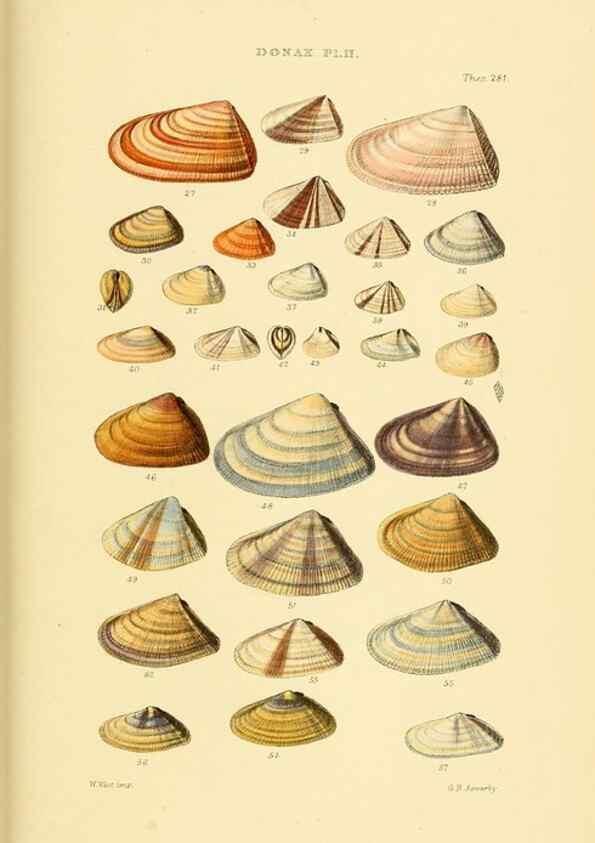 Reproducción/Reproduction 49493331802: Thesaurus conchyliorum, or, Monographs of genera of shells. London :Sowerby ...,1847-1887.. 