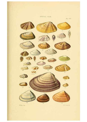 Reproducción/Reproduction 49493119281: Thesaurus conchyliorum, or, Monographs of genera of shells. London :Sowerby ...,1847-1887.. 