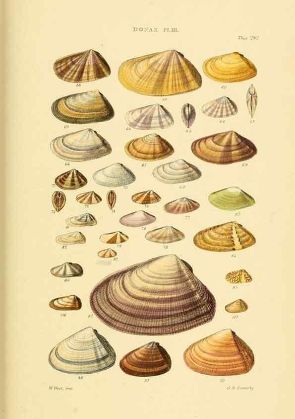 Reproducción/Reproduction 49493119281: Thesaurus conchyliorum, or, Monographs of genera of shells. London :Sowerby ...,1847-1887.. 