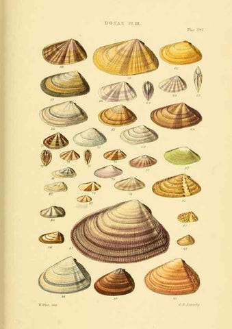 Reproducción/Reproduction 49493119281: Thesaurus conchyliorum, or, Monographs of genera of shells. London :Sowerby ...,1847-1887.. 
