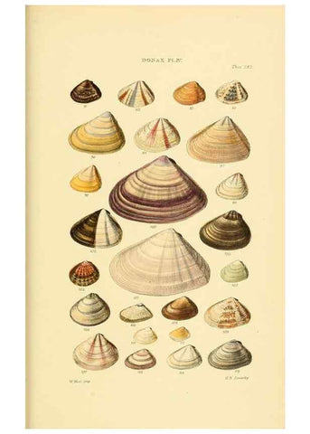 Reproducción/Reproduction 49493119541: Thesaurus conchyliorum, or, Monographs of genera of shells. London :Sowerby ...,1847-1887.. 