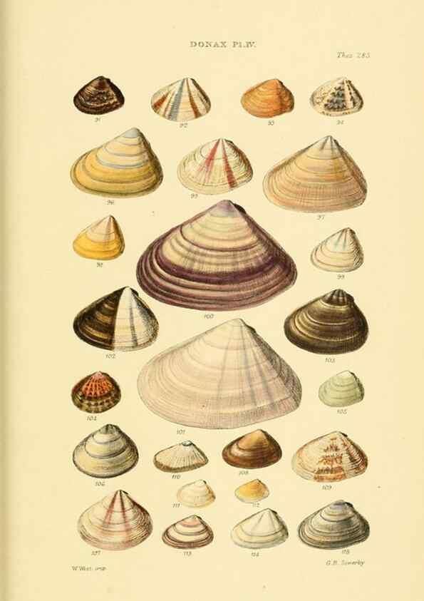 Reproducción/Reproduction 49493119541: Thesaurus conchyliorum, or, Monographs of genera of shells. London :Sowerby ...,1847-1887.. 