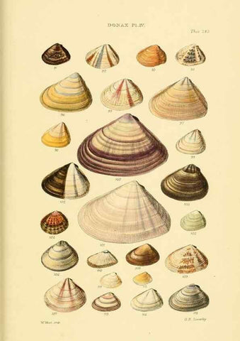 Reproducción/Reproduction 49493119541: Thesaurus conchyliorum, or, Monographs of genera of shells. London :Sowerby ...,1847-1887.. 