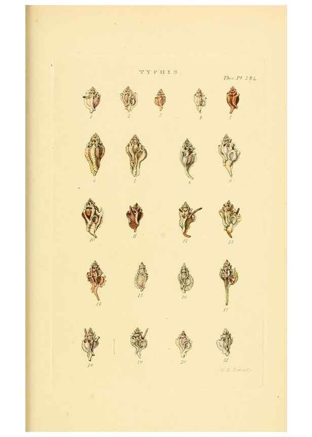 Reproducción/Reproduction 49493119851: Thesaurus conchyliorum, or, Monographs of genera of shells. London :Sowerby ...,1847-1887.. 