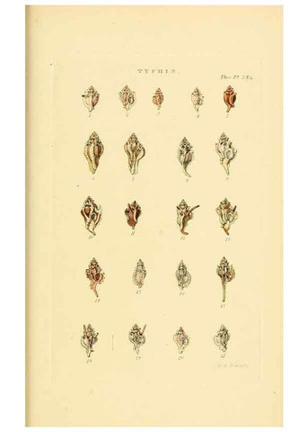Reproducción/Reproduction 49493119851: Thesaurus conchyliorum, or, Monographs of genera of shells. London :Sowerby ...,1847-1887.. 