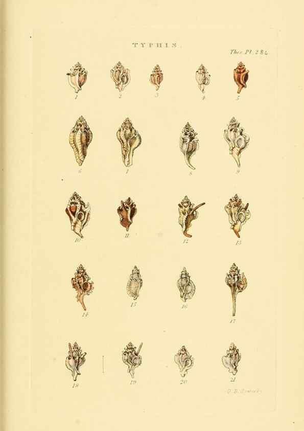 Reproducción/Reproduction 49493119851: Thesaurus conchyliorum, or, Monographs of genera of shells. London :Sowerby ...,1847-1887.. 