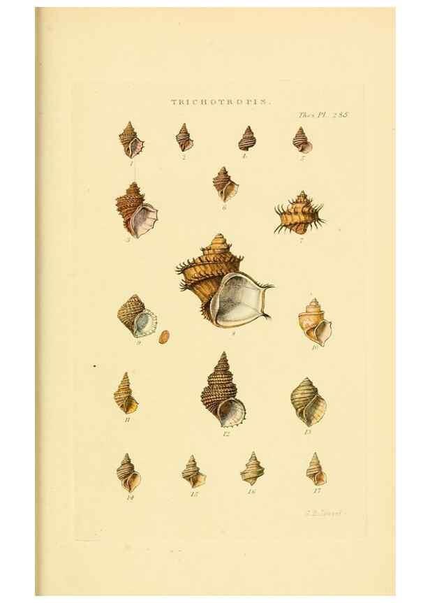Reproducción/Reproduction 49492620483: Thesaurus conchyliorum, or, Monographs of genera of shells. London :Sowerby ...,1847-1887.. 
