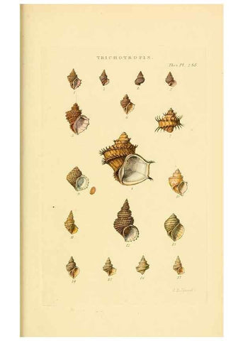 Reproducción/Reproduction 49492620483: Thesaurus conchyliorum, or, Monographs of genera of shells. London :Sowerby ...,1847-1887.. 