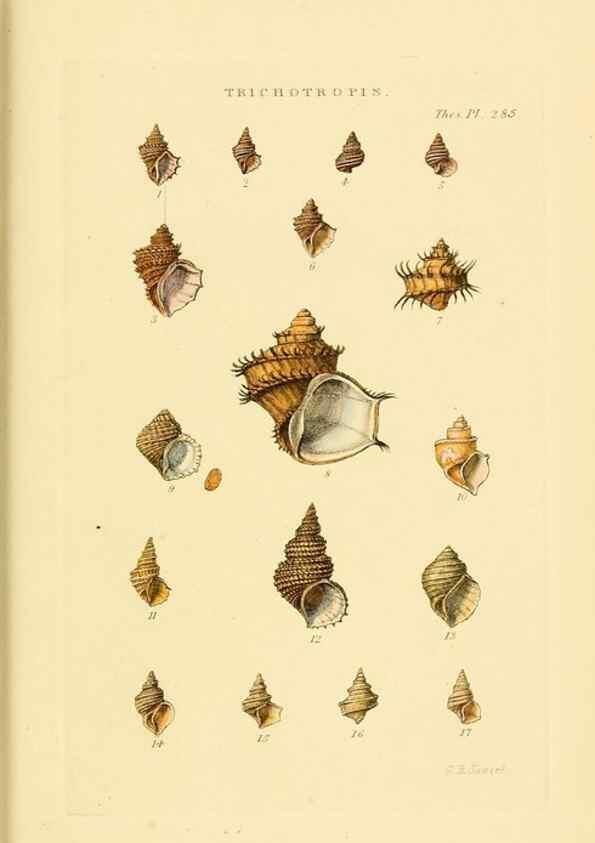 Reproducción/Reproduction 49492620483: Thesaurus conchyliorum, or, Monographs of genera of shells. London :Sowerby ...,1847-1887.. 