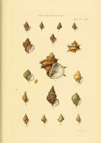 Reproducción/Reproduction 49492620483: Thesaurus conchyliorum, or, Monographs of genera of shells. London :Sowerby ...,1847-1887.. 