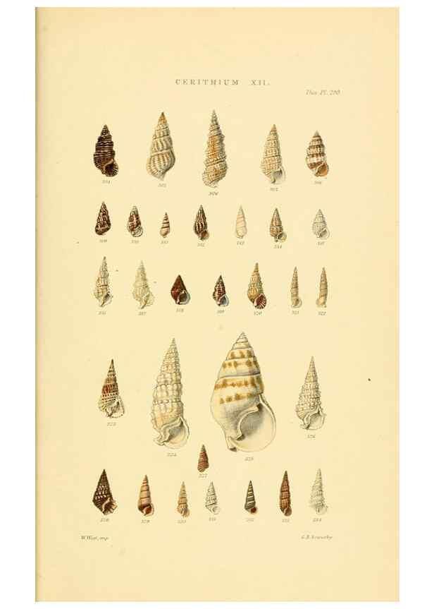 Reproducción/Reproduction 49493333017: Thesaurus conchyliorum, or, Monographs of genera of shells. London :Sowerby ...,1847-1887.. 