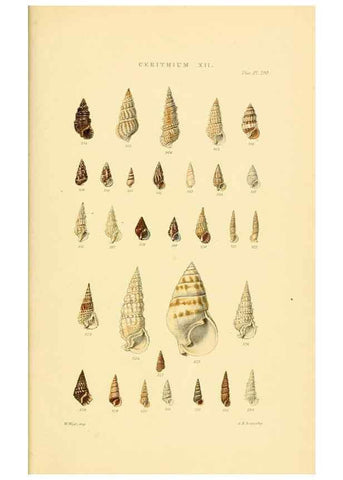 Reproducción/Reproduction 49493333017: Thesaurus conchyliorum, or, Monographs of genera of shells. London :Sowerby ...,1847-1887.. 