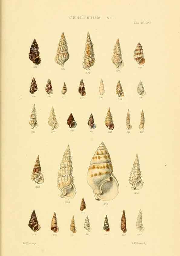 Reproducción/Reproduction 49493333017: Thesaurus conchyliorum, or, Monographs of genera of shells. London :Sowerby ...,1847-1887.. 