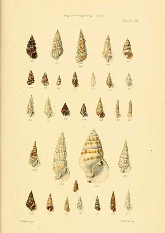 Reproducción/Reproduction 49493333017: Thesaurus conchyliorum, or, Monographs of genera of shells. London :Sowerby ...,1847-1887.. 