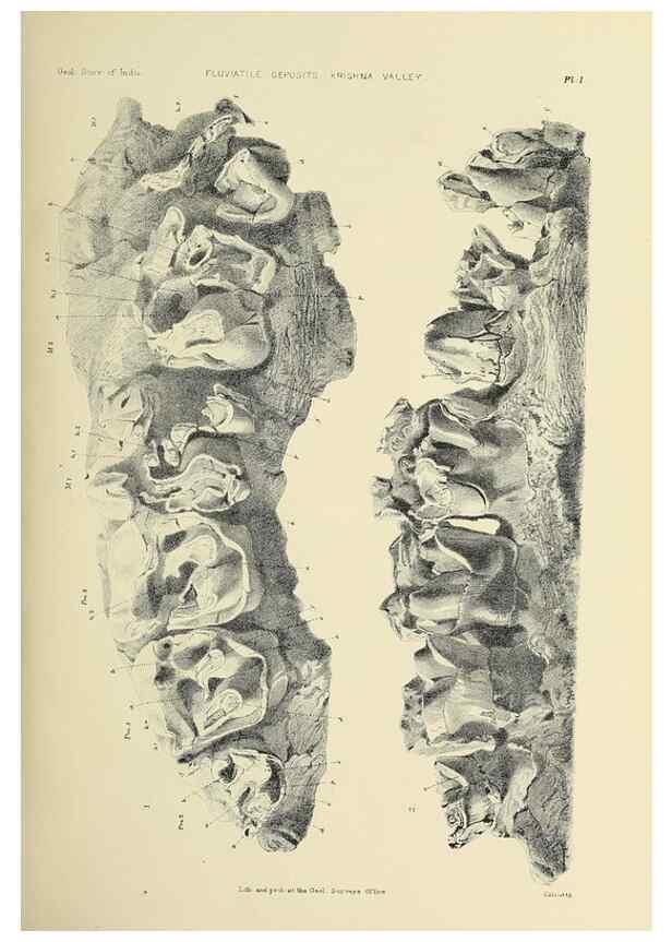 Reproducción/Reproduction 49498459276: Indian Tertiary and post Tertiary Vertebrata.. Calcutta :Geological Survey Office [etc., etc.],1874-1902.. 
