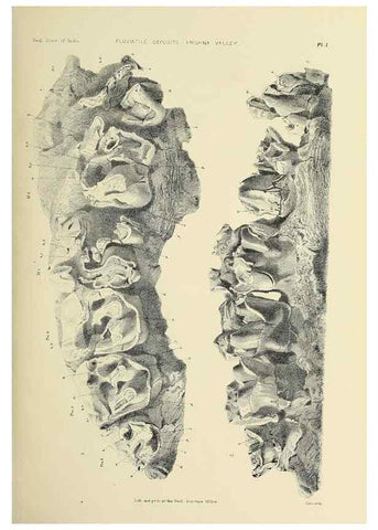 Reproducción/Reproduction 49498459276: Indian Tertiary and post Tertiary Vertebrata.. Calcutta :Geological Survey Office [etc., etc.],1874-1902.. 