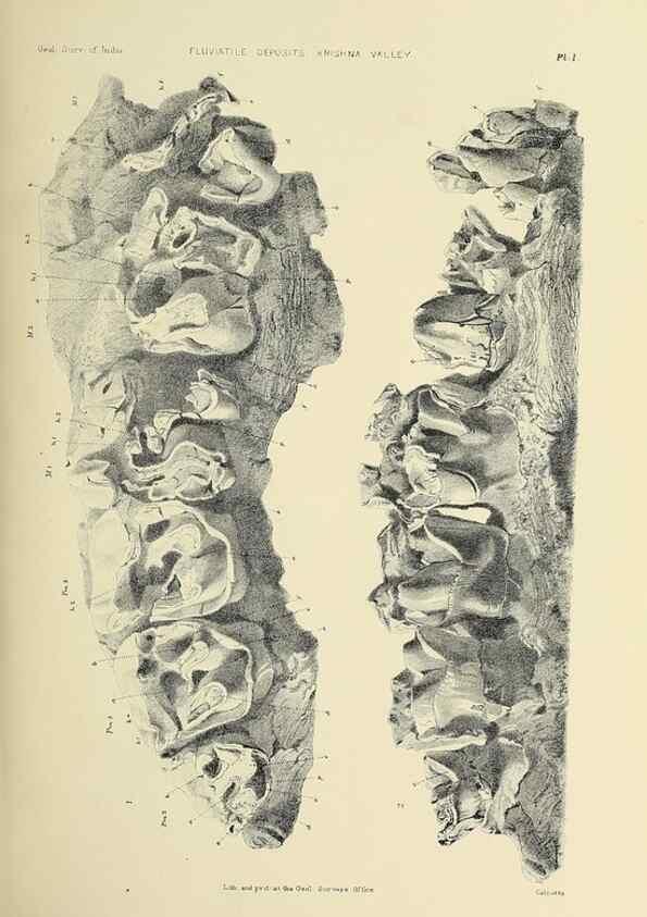 Reproducción/Reproduction 49498459276: Indian Tertiary and post Tertiary Vertebrata.. Calcutta :Geological Survey Office [etc., etc.],1874-1902.. 