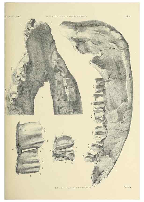 Reproducción/Reproduction 49498459706: Indian Tertiary and post Tertiary Vertebrata.. Calcutta :Geological Survey Office [etc., etc.],1874-1902.. 