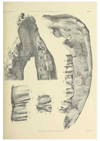 Reproducción/Reproduction 49498459706: Indian Tertiary and post Tertiary Vertebrata.. Calcutta :Geological Survey Office [etc., etc.],1874-1902.. 