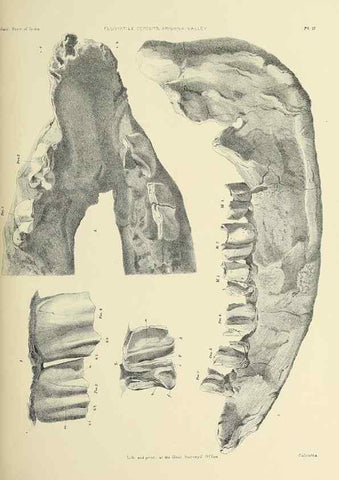 Reproducción/Reproduction 49498459706: Indian Tertiary and post Tertiary Vertebrata.. Calcutta :Geological Survey Office [etc., etc.],1874-1902.. 