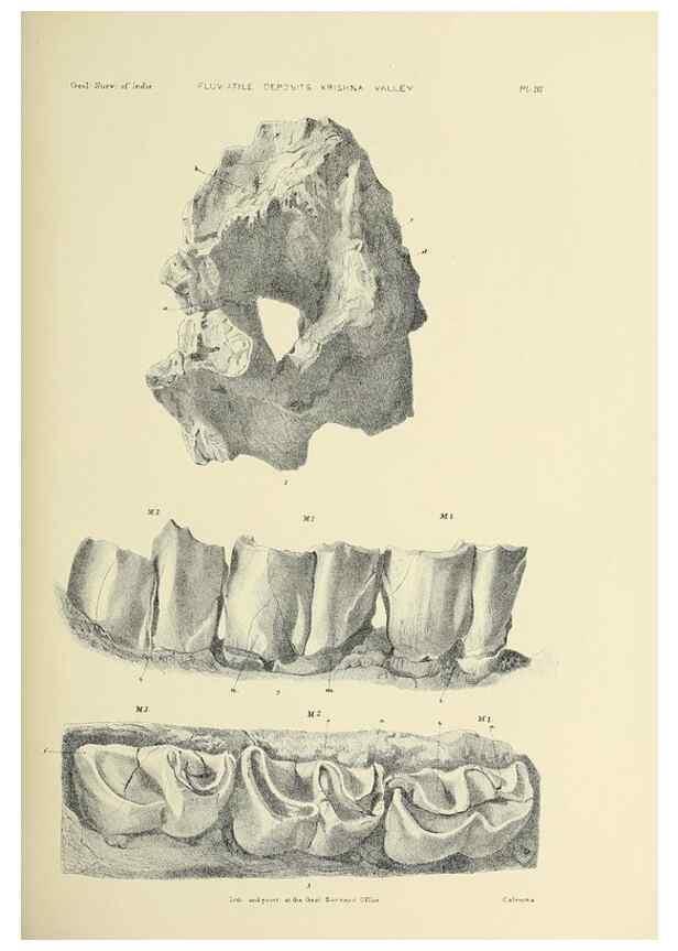 Reproducción/Reproduction 49497964253: Indian Tertiary and post Tertiary Vertebrata.. Calcutta :Geological Survey Office [etc., etc.],1874-1902.. 