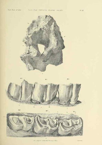 Reproducción/Reproduction 49497964253: Indian Tertiary and post Tertiary Vertebrata.. Calcutta :Geological Survey Office [etc., etc.],1874-1902.. 