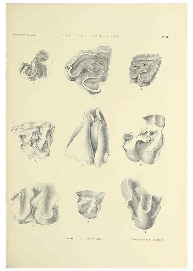Reproducción/Reproduction 49497964613: Indian Tertiary and post Tertiary Vertebrata.. Calcutta :Geological Survey Office [etc., etc.],1874-1902.. 
